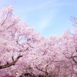 宮部みゆき「桜ほうさら」