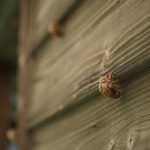 角田光代「八日目の蝉」