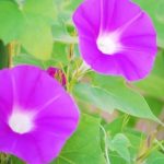 東野圭吾「夢幻花」